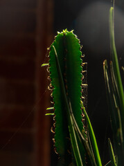 Naklejka premium many beautiful cacti in the garden