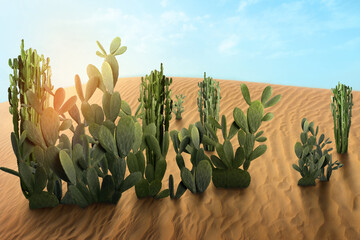Beautiful cacti growing in sandy desert on hot day