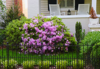 Fototapeta na wymiar Purple Rhododendron, Porch Decor