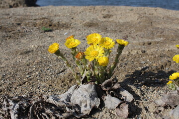 bright yellow flowers bloomed in spring in Siberia plant botany