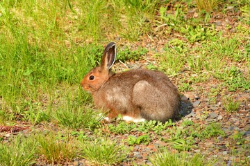 Wild brown rabbit eating grass and clover