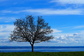 Fototapeta na wymiar Tree nature and summer sky