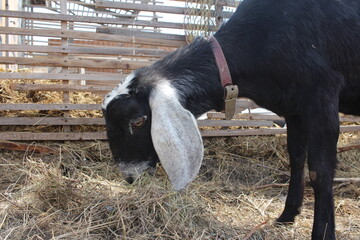 black goat animal with ears eats hay on the farm