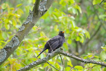 Amsel