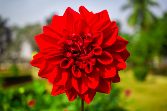 Dhalia Flower image I captured this image on 5th February 2019 from Sonargaon, Bangladesh, South Asia