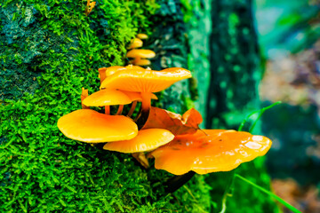 mushrooms in the forest