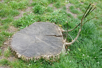 Souche d'arbre