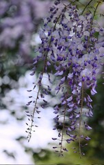 Wisteria flowers on lilac bokeh background.