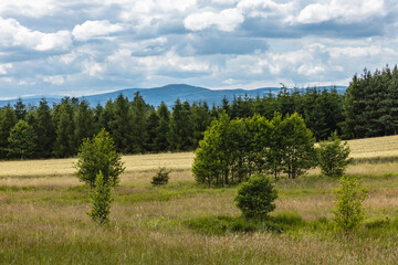 Fototapeta premium Beautiful panorama of trees bushes and fields in Walbrzych mountains