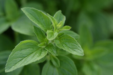 Fototapeta na wymiar Oregano green plant in herbal garden.