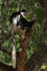 Black-and-white Colobus - Colobus guereza, beautiful black and white primate from African forests...