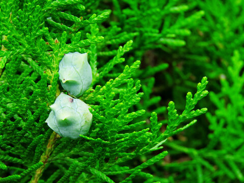 Thuja plant with seeds, Chinese Arborvitae, thuja Orientalis or platycladus Orientalis plant or tree with buds or seeds.