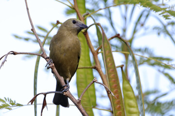Palm Tanager (Tangara palmarum) perched on a branch