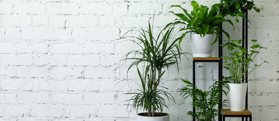 mix of potted indoor plants on stand by white brick wall. air purifying houseplants. banner copy space