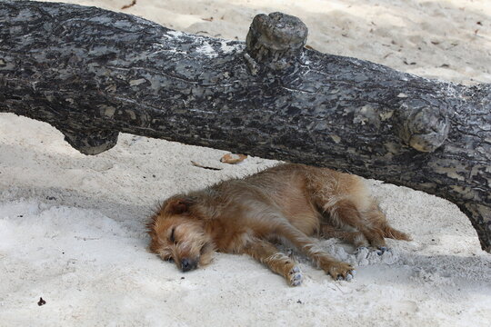 The dog sleeps on the beach on the sand in the shade under a tree trunk.An animal with long brown hair lies and rests with its legs outstretched with closed eyes on a summer day