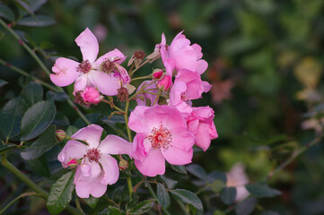 Obraz na płótnie Canvas Pink flowers roses rosehip, summer blooming garden plant.
