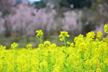 花見山公園のレンギョウ