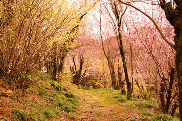 花見山公園の桜とレンギョウの小道
