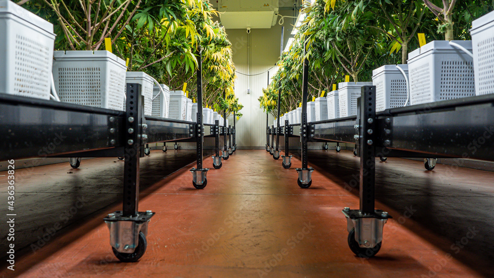 Sticker flowers from an indoor cannabis grow