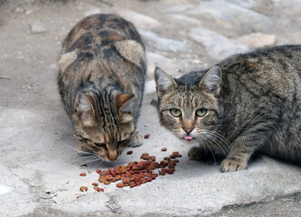 cats eating food