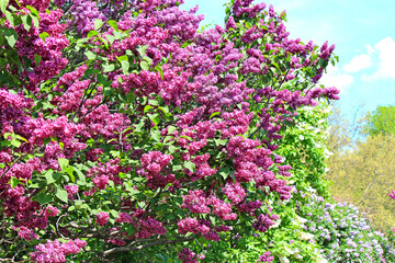 Fototapeta premium beautiful bright flowers of blossoming lilac