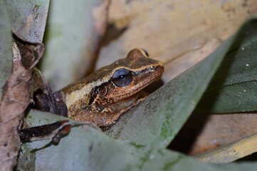 Coqui frog in bromeliad. Little frog with purple eye