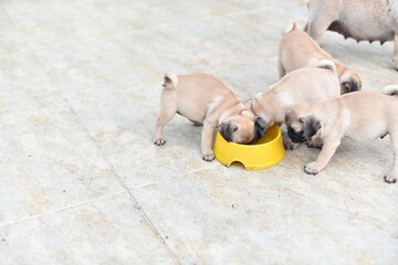 Cute puppies brown Pug scramble to eat feed in dog bowl
