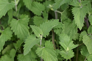 Catmint green leaves in herbal garden