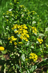 Close-up of blooming yellow flowers. Flowers on a blurred background of green grass.