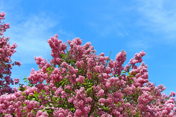 beautiful bright flowers of blossoming lilac