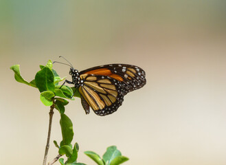 Monarch Butterfly. Orange and black butterfly 