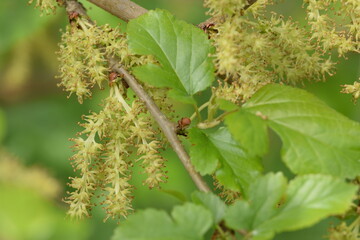 Mulberry flowers on branch.