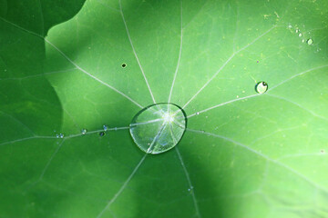 Drop on a nasturtium leaf after rain	