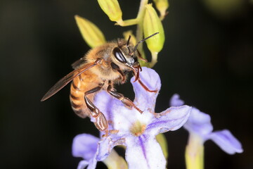 bee on flower