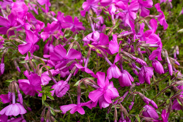 rosafarbenes Blumenfeld