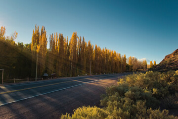 Naklejka na ściany i meble Tarmac road lined by yellow poplar trees on a sunny autumn afternoon in Uspallata, province of Mendoza, Argentina.
