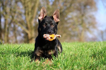 small german shepherd puppy is lying on a field with a toy in the mouth