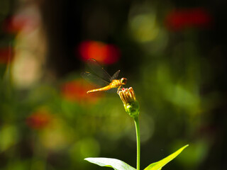 The small dragonfly in the garden