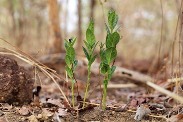 tropical plant growing in the ground