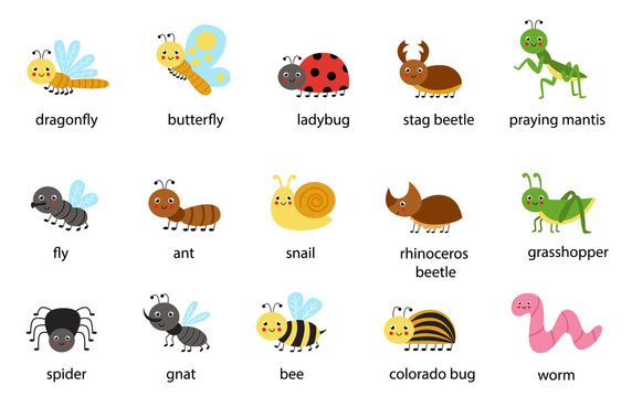 Set of cute cartoon insects with names. Vector illustrations.