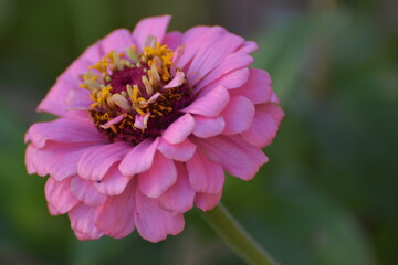 pink flower