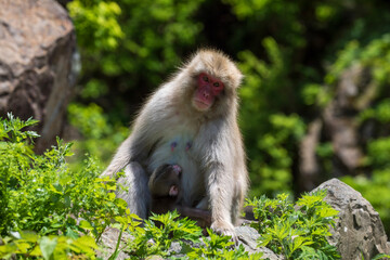 portrait of a macaque