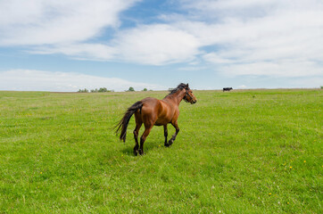 Horse runs across a green field on a farm