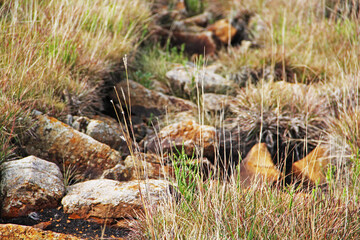 moss on the rocks