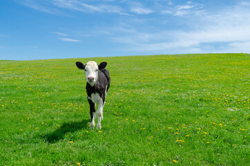 Little calf grazes on a green pasture under a blue sky