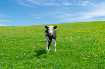 Calf on a background of green grass on a pasture field