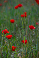 Fototapeta na wymiar Papaver rhoeas L., wild poppy field, Lloret de Vistalegre, Mallorca, Balearic Islands, Spain
