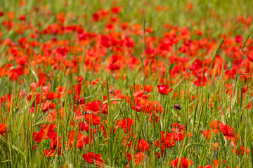 Papaver rhoeas L., wild poppy field, Sant Joan, Mallorca, Balearic Islands, Spain