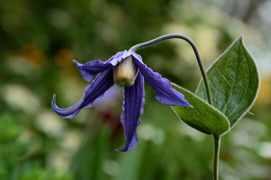 A full-blown blue flower of Clematis integrifolia.