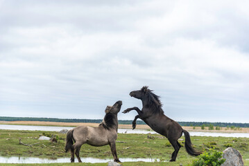 Two konik horse stallions are fighting at Engure lake, Latvia - Powered by Adobe
